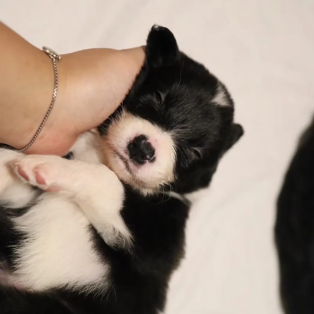 น้องบอร์เดอร์คอลลี่จาก Halfmoon