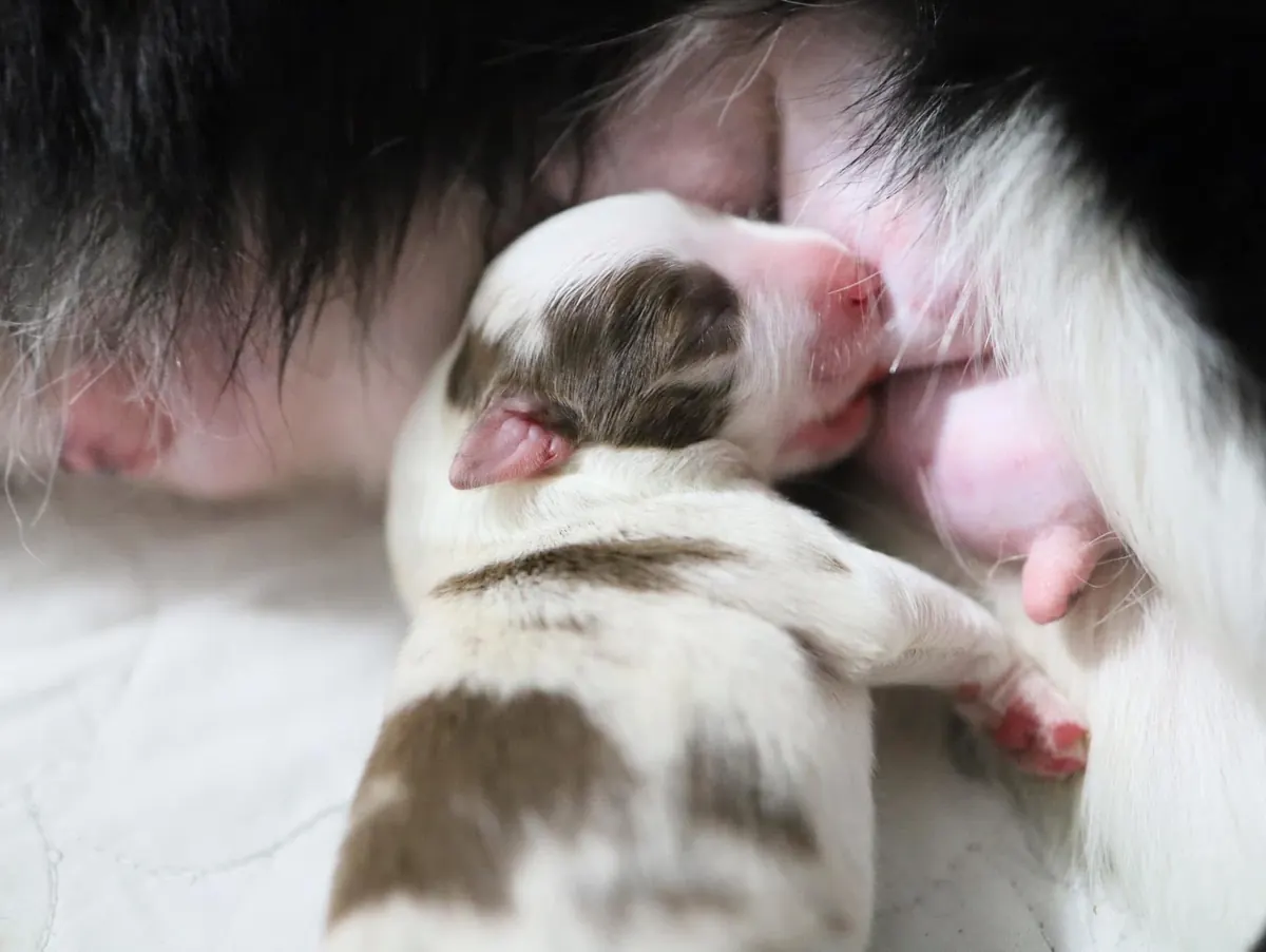 น้องบอร์เดอร์คอลลี่จาก Halfmoon